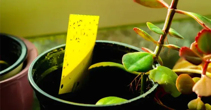 Žlutá lepová deska v květináči Žlutá lepová deska v květináči
