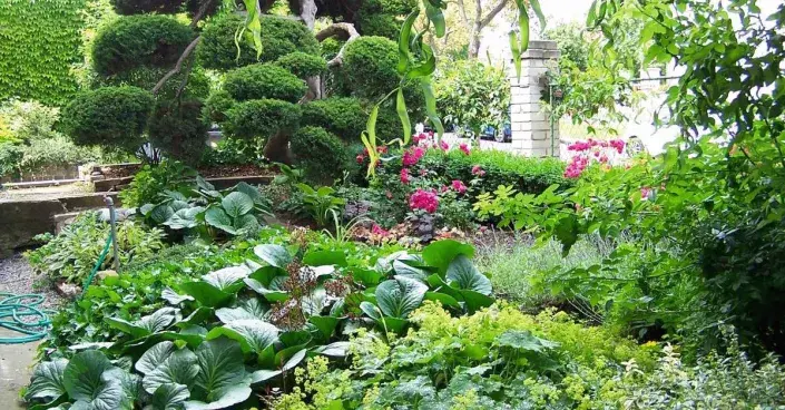 Smíšený záhon s tvarovaným jalovcem