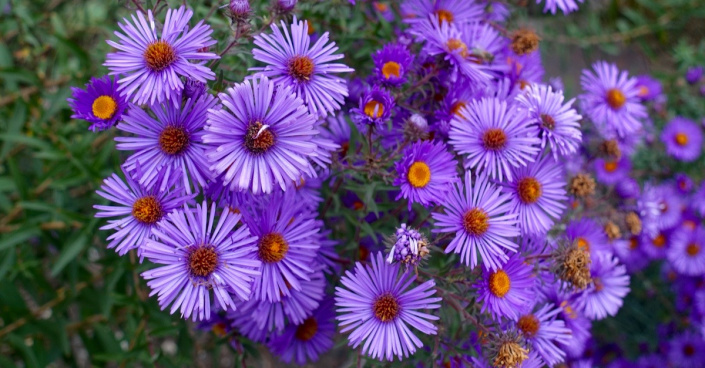 Hvězdnice novoanglická (Aster novae-angliae)