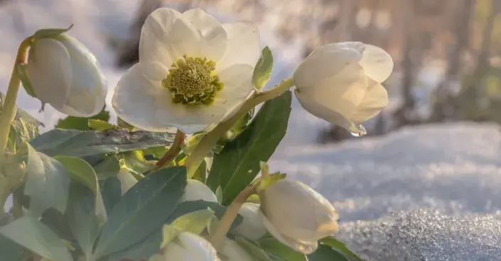 Čemeřice černá (Helleborus niger) Čemeřice černá (Helleborus niger)