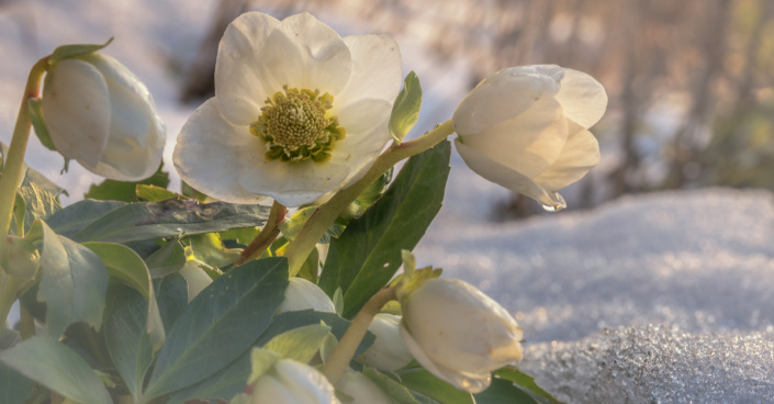 Čemeřice černá (Helleborus niger)