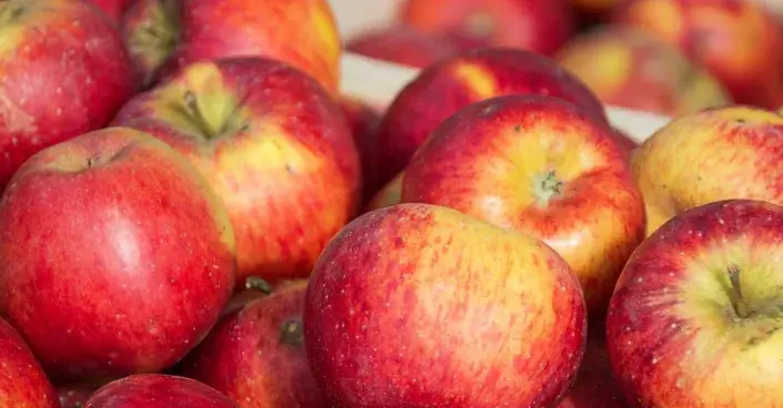 Sklizeň jablek Sklizeň jablek