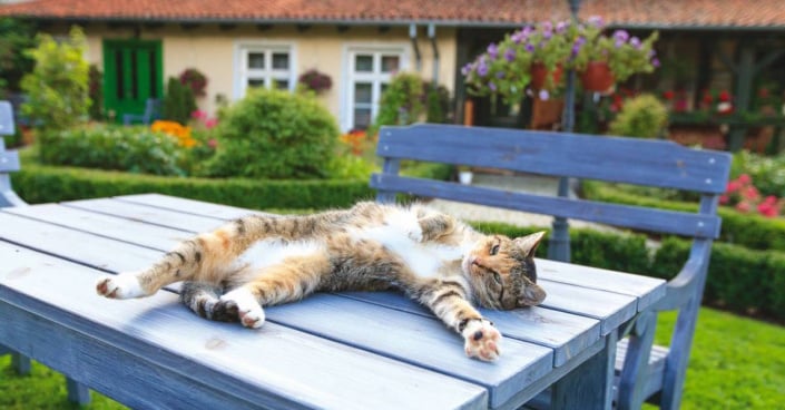 Kočka rozvalená na zahradním stole