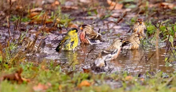 Vodní očista ptáků
