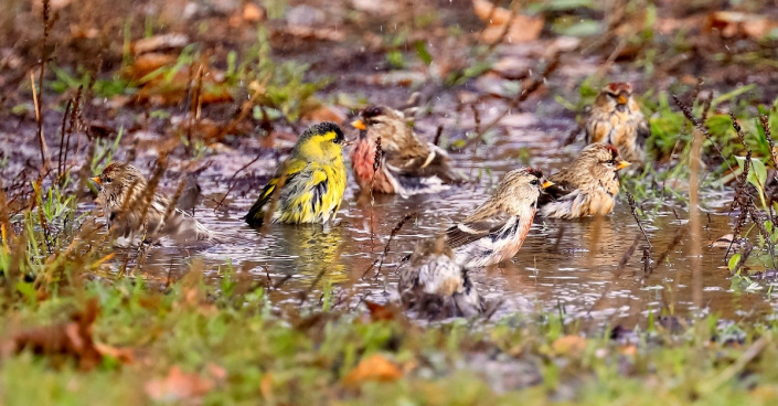 Vodní očista ptáků