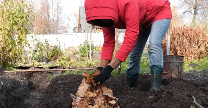 Zakládání záhonu a zapracování listí do půdy Zakládání záhonu a zapracování listí do půdy
