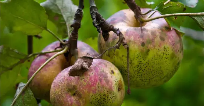 Sazovitost jablek Sazovitost jablek