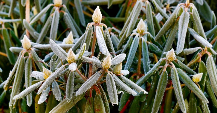 Rododendron se svinutými listy