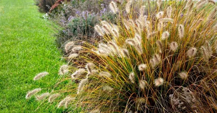 Trs okrásné trávy