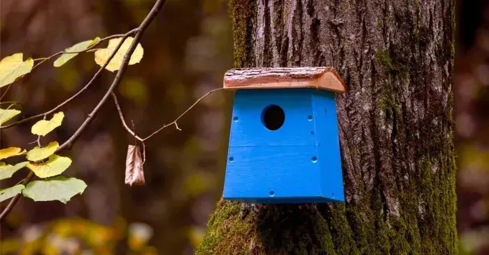 Modrá ptačí budka Modrá ptačí budka