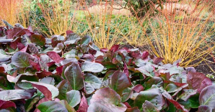 Barevné listy bergénie Barevné listy bergénie