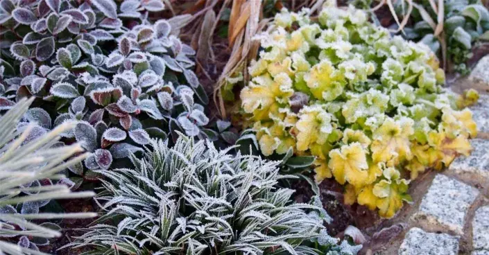 Záhon trvalek pokrytých jinovatkou Záhon trvalek pokrytých jinovatkou