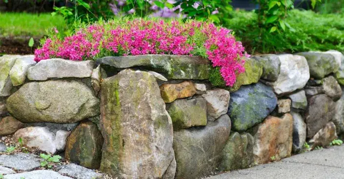 Kamenná zídka s růžovou plamenkou šídlovitou Kamenná zídka s růžovou plamenkou šídlovitou