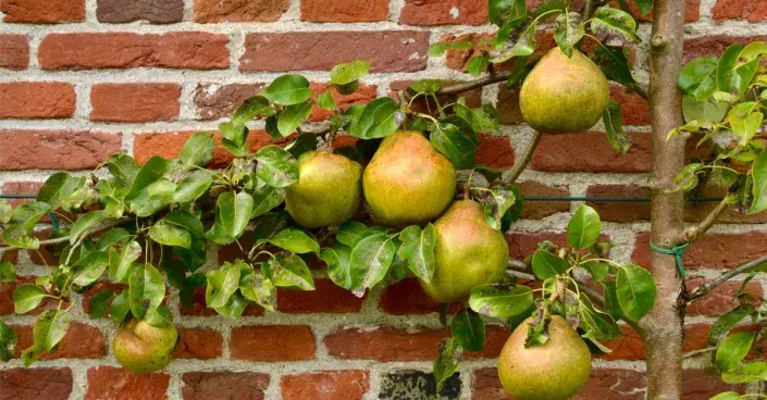 Hrušeň pěstovaná ve špalíru u stěny domu Hrušeň pěstovaná ve špalíru u stěny domu