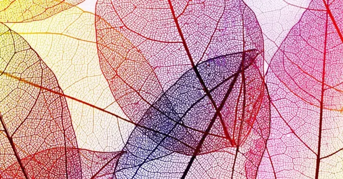 Barevné skeletové listy Barevné skeletové listy