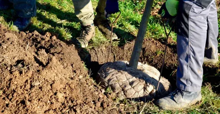 Výsadba vzrostlého stromu Výsadba vzrostlého stromu