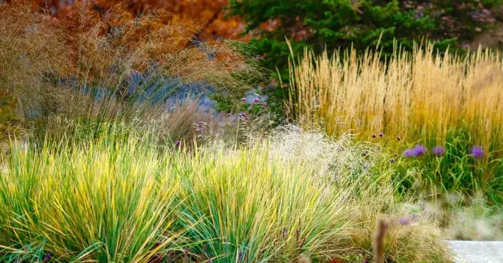 Okrasné trávy v podzimní zahradě Okrasné trávy v podzimní zahradě