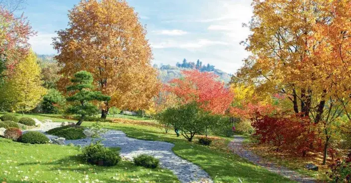 Tvarovaná borovice Thunbergova Tvarovaná borovice Thunbergova