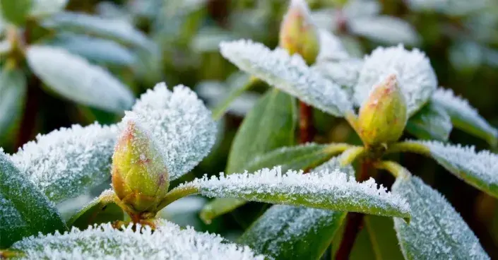 Sníh na listech rododendronu Sníh na listech rododendronu