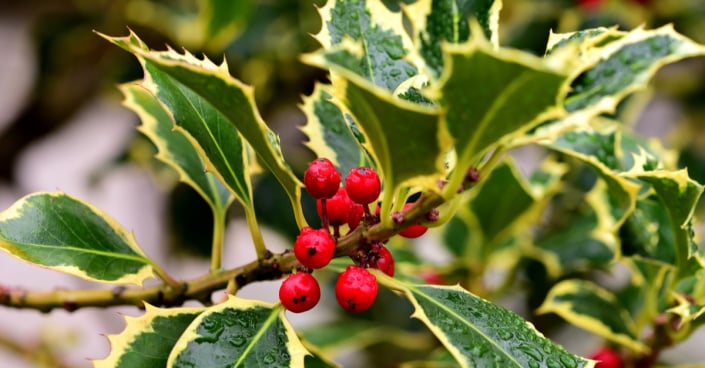 Cesmína ostrolistá (Ilex aquifolium) 'Madame Briot'