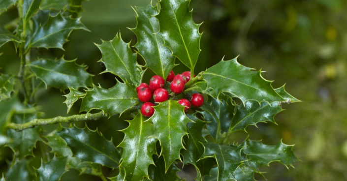 Cesmína ostrolistá (Ilex aquifolium) 'Alaska' Cesmína ostrolistá (Ilex aquifolium) 'Alaska'