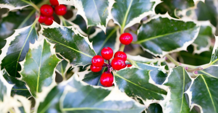 Cesmína ostrolistá (Ilex aquifolium) 'Silver Queen'