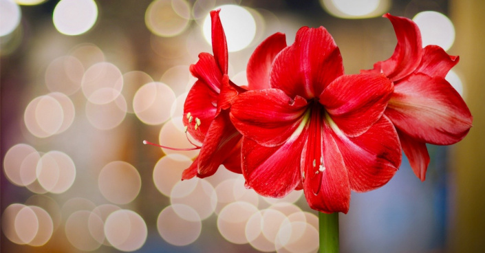 Hvězdník (Hippeastrum) s červenými květy