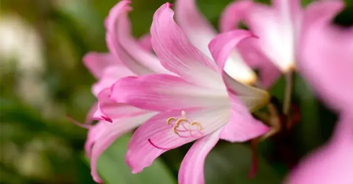 Květy amarylky (Amaryllis) Květy amarylky (Amaryllis)