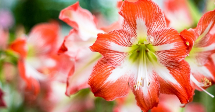 Květy hvězdníku (Hippeastrum)