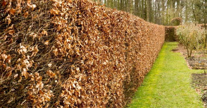 Živý plot z buku lesního (Fagus sylvatica)