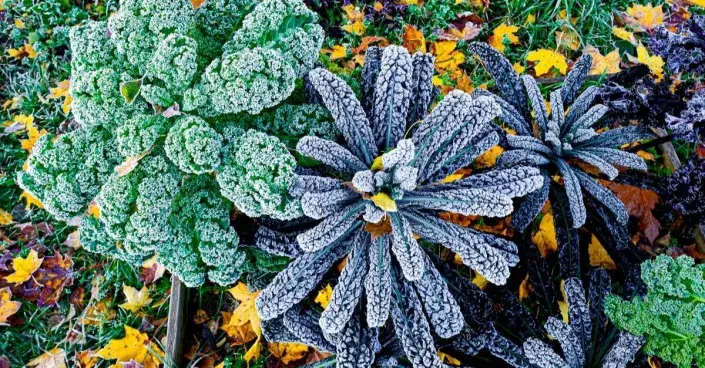 Kadeřávek pokrytý jinovatkou