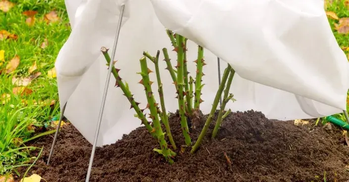 Keř růží zakrytý bílou netkanou textilií Keř růží zakrytý bílou netkanou textilií