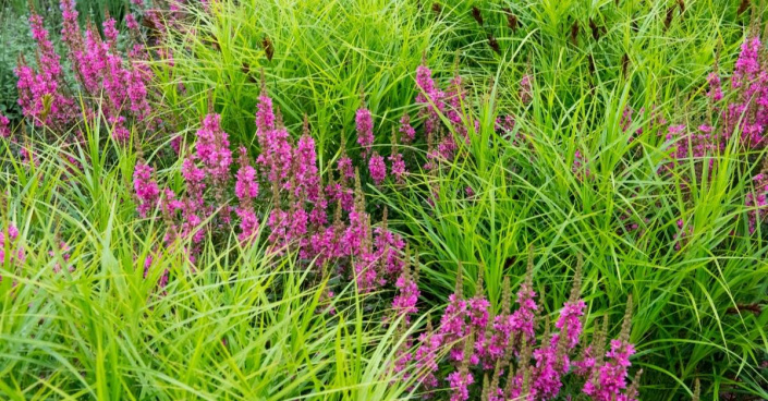 Ostřice palmová (Carex muskingumensis)