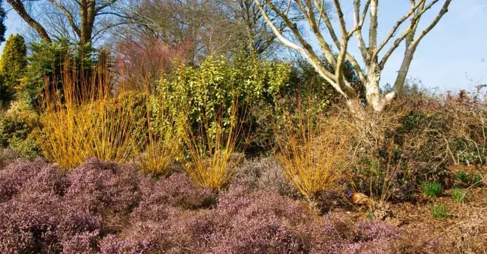 Barevné výhony vrby 