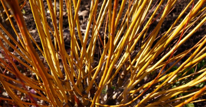 Barevné výhony vrby bílé (Salix alba) var. vitellina