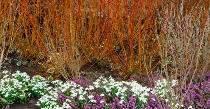 Salix alba var. vitellina 'Yelverton'