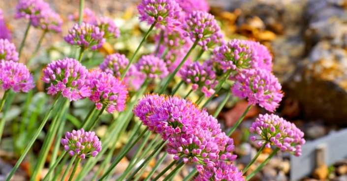 Česnek chlumní (Allium senescens)