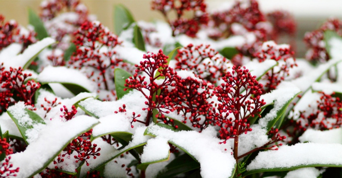 Skimie japonská (Skimmia japonica)