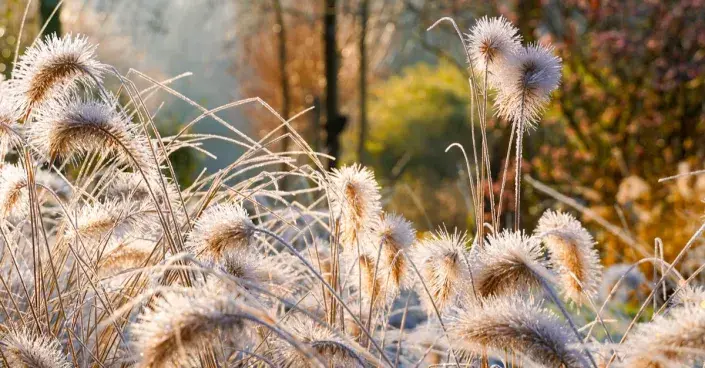 Dochan psárkovitý (Pennisetum alopecuroides) Dochan psárkovitý (Pennisetum alopecuroides)