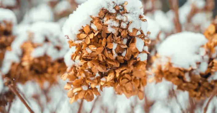 Suché květy hortenzií Suché květy hortenzií