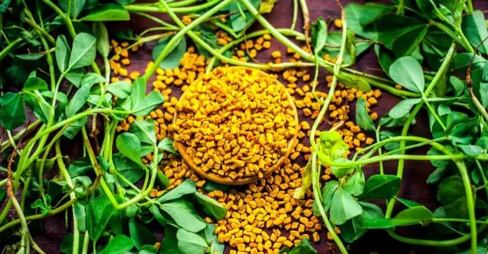 Pískavice řecké seno (Trigonella foenum-graecum)