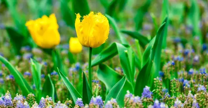 Žluté tulipány Žluté tulipány