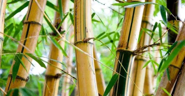 Stonky bambusu