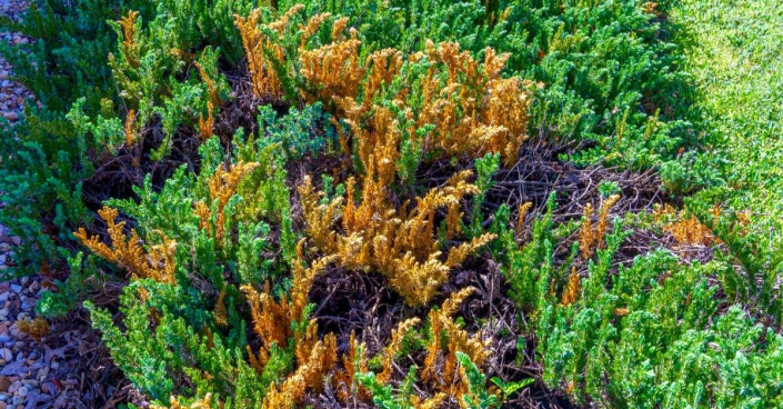 Jalovec pobřežní (Juniperus conferta)