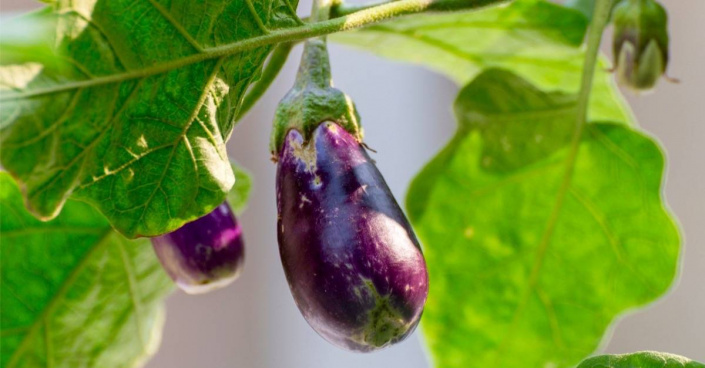 Lilek vejcoplodý neboli balklažán (Solanum melongena)