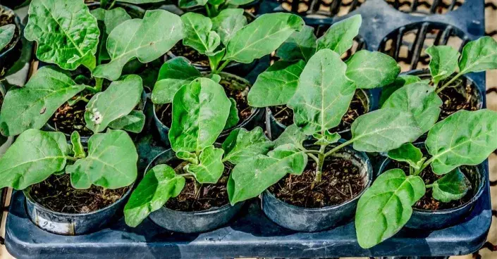 Sazenice lilku vejcoplodého Sazenice lilku vejcoplodého