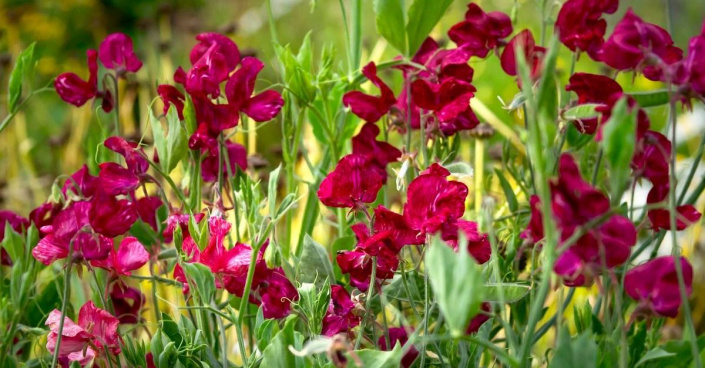 Hrachor (Lathyrus)