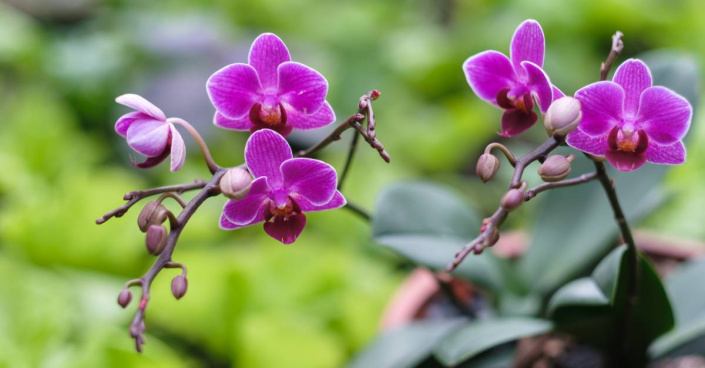 Květy orchideje Phalaenopsis