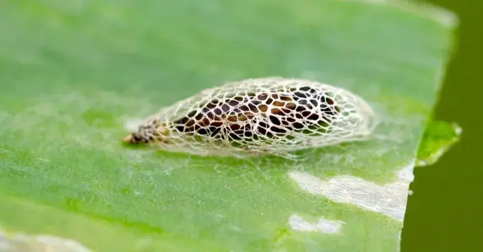 Molík česnekový (Acrolepiopsis assectella)
