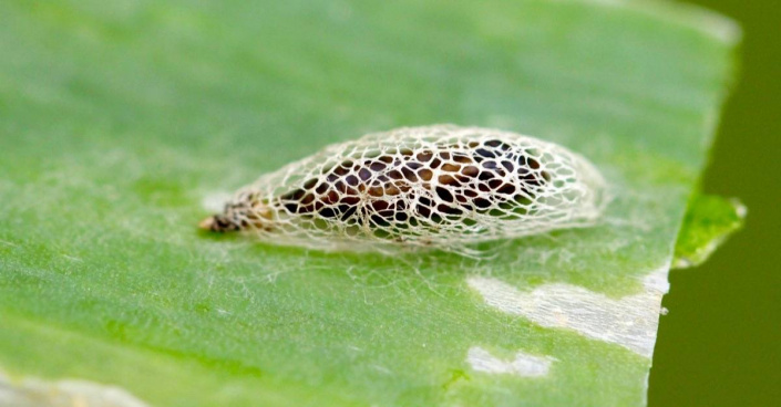 Molík česnekový (Acrolepiopsis assectella)